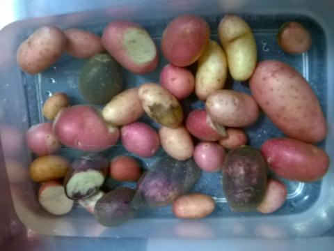 Apanha de Batatas
